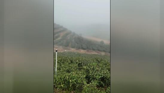 开云手机在线登陆入口茶山视频